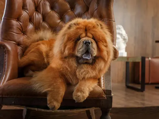 Puszysty chow chow waga idealna do przytulania, wyleguje się na skórzanym fotelu.
