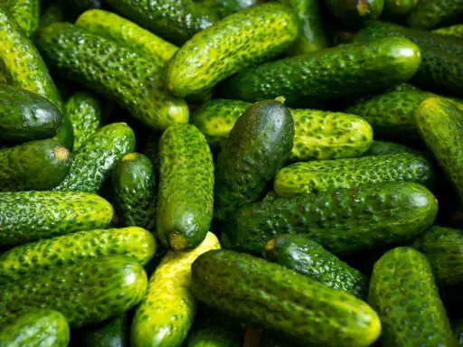 Un tas de cornichons verts, petits et bosselés. Le cornichon est-il un concombre ? Oui, c'est un petit concombre.