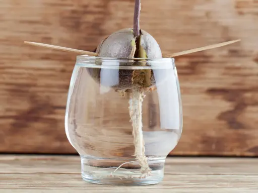Un avocat germe dans un verre d'eau, prêt à pousser. Combien de temps pour faire pousser un avocat ?