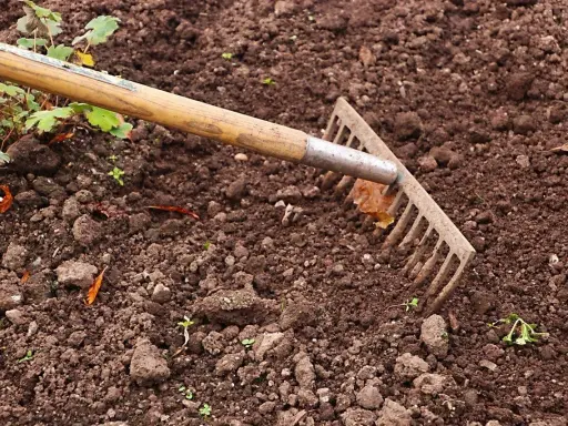 Grabie zagłębiają się w ziemię, przygotowując glebę pod nawóz mocznik. Widać młode kiełki i liście.