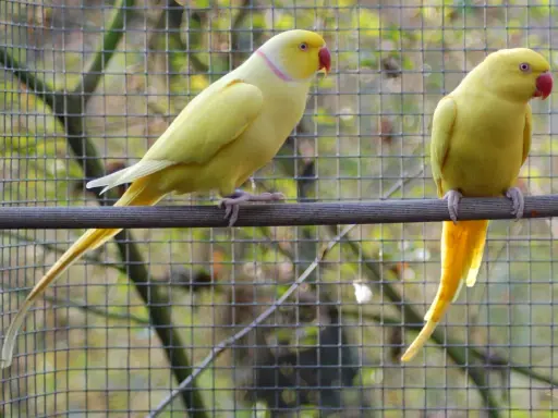 Due parrocchetti dal collare giallo, uno di profilo e l'altro di spalle, riposano su un posatoio davanti a una rete.