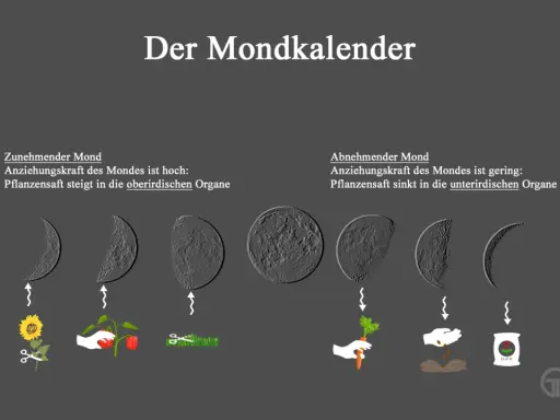 Der Mondkalender zeigt, wie der Mond den Garten beeinflusst: Zunehmender Mond fördert oberirdisches Wachstum, abnehmender Mond unterirdisches.