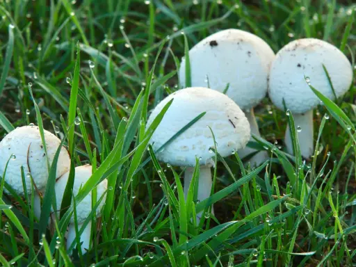 A cluster of white lawn mushrooms emerges from dewy green grass, glistening with morning droplets.