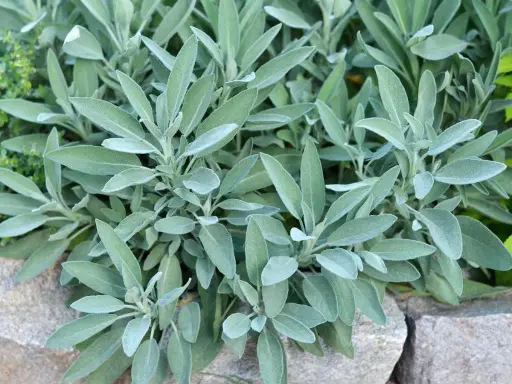 Plantes de sauge en culture, leurs feuilles veloutées et grises se déploient sur un lit de pierres.