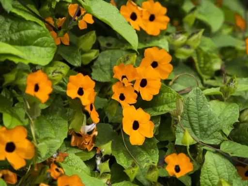 Des fleurs orange vif, comme des suzanne aux yeux noirs, s'épanouissent parmi le feuillage vert luxuriant.