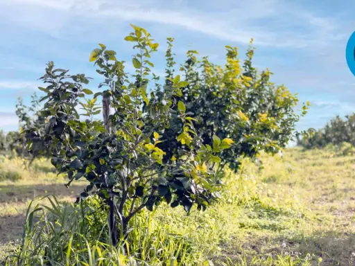 Joven limonero en un campo soleado, listo para ser podado. El cielo azul y las nubes completan la escena.