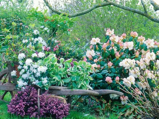 Un chariot de jardin rempli de rhododendrons blancs et roses, avec de la bruyère violette au premier plan. Une belle plante pour bordure sans entretien.