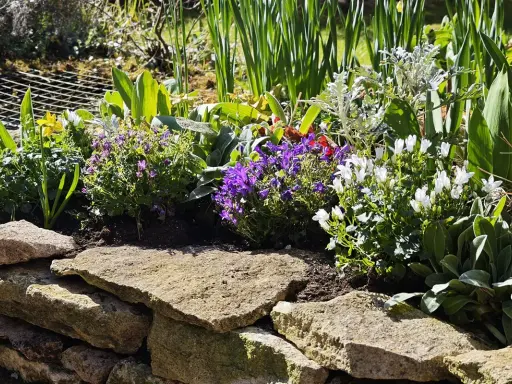 Un parterre fleuri avec des campanules vivaces couvre-sol bleues et blanches, des tulipes jaunes et des feuillages verts.