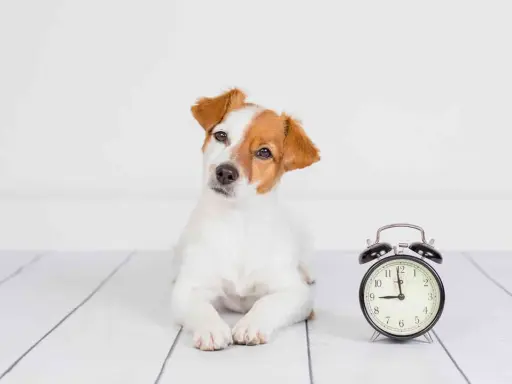 Szczeniak Jack Russell Terrier leży obok budzika. Czas na zabawę, since for kiedy?