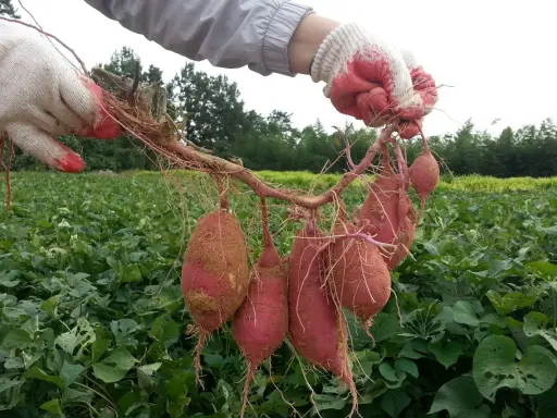 Gants rouges et blancs tenant une récolte de patates douces, la plante grimpante s'étendant sur un champ verdoyant.