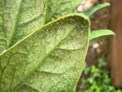 Close-up of a plant leaf covered in tiny black bugs, indicating a spider mite infestation.