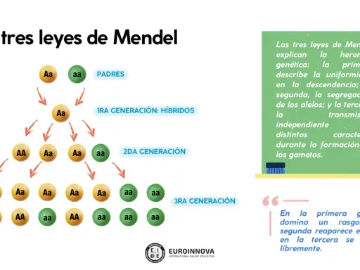 Diagrama de las leyes de Mendel, mostrando la herencia de alelos a través de generaciones. Ejemplos de ley de Mendel.