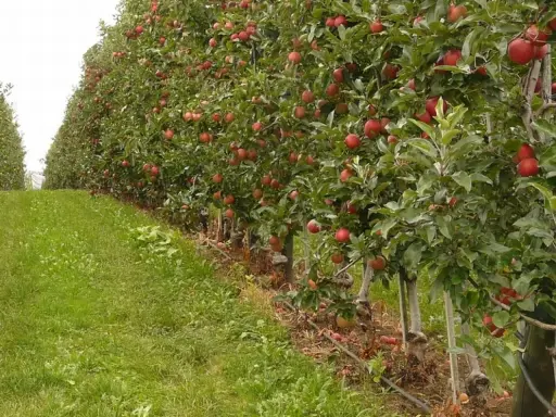 Rząd jabłoni uginających się pod ciężarem czerwonych owoców. Widać system nawadniania, który pomaga w uprawie, podobnie jak składniki odżywcze, np. azofoska.