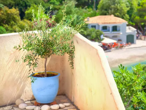 Un jeune olivier prêt à être rempoté, sur une terrasse ensoleillée avec vue sur la mer et une maison méditerranéenne.