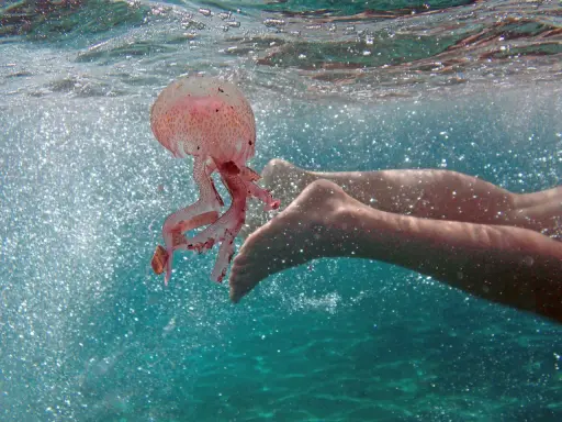 Una medusa rosa fluttua vicino ai piedi di un nuotatore in acque turchesi scintillanti.