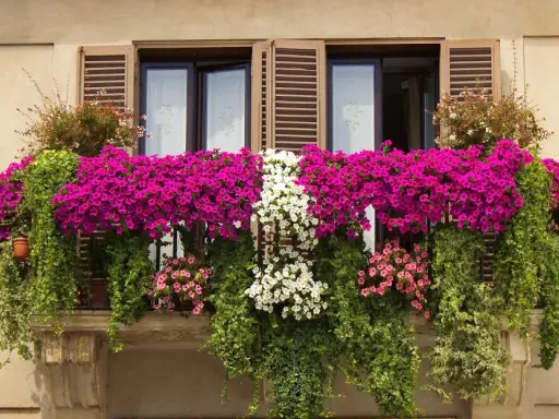 Balkon pełen kwitnących petunii i bluszczy. Wśród nich można rozpoznać kwiaty balkonowe nazwy: petunia, lobelia.