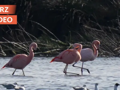 Drei rosa Flamingos waten durch flaches Wasser. Ein seltenes Schauspiel, das man in NRW sehen kann.