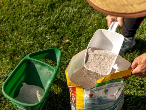 Scooping insecticide from a bag into a spreader. Check product label for how often to apply insecticide to lawn.