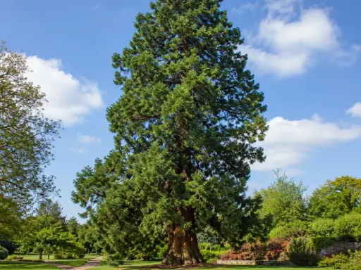 Majestueux séquoia, un arbre qui ne perd pas ses feuilles, se dresse dans un parc verdoyant sous un ciel bleu parsemé de nuages blancs.