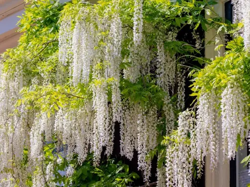 Une plante verte luxuriante s'épanouit avec de longues grappes de fleurs blanches tombantes, comme une cascade florale.