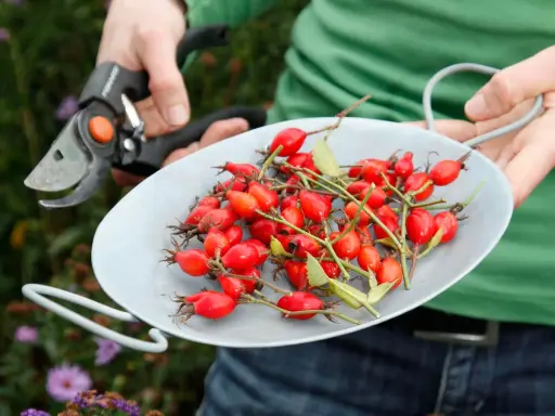 Hagebutten sammeln im Herbst. Eine Schere liegt bereit, während eine Schale voller leuchtend roter Früchte gezeigt wird.
