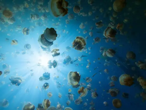 Un banco di meduse galleggia in acque blu, illuminate dai raggi del sole. Sorprendentemente, le meduse hanno il cervello, anche se non come lo intendiamo noi.