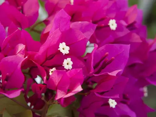 Flores vibrantes de buganvilla, ideales para un jardín soleado. Descubre los mejores buganvilla cuidados para que luzcan espectaculares.