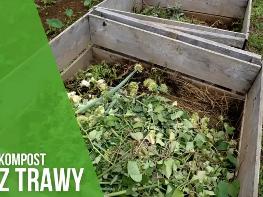 Kompost z trawy w drewnianej kompostowniku. Zielone liście i łodygi tworzą bogatą masę, która zamieni się w cenny nawóz.
