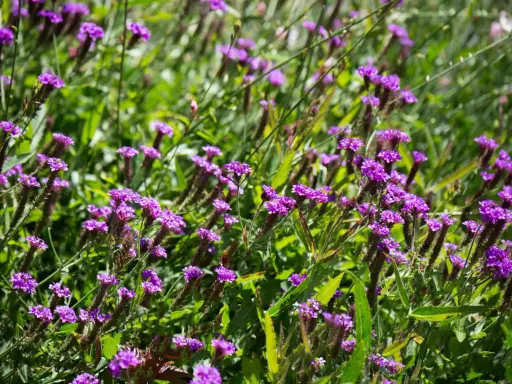 Champ de fleurs violettes, évoquant la douceur d'une infusion verveine au soleil.