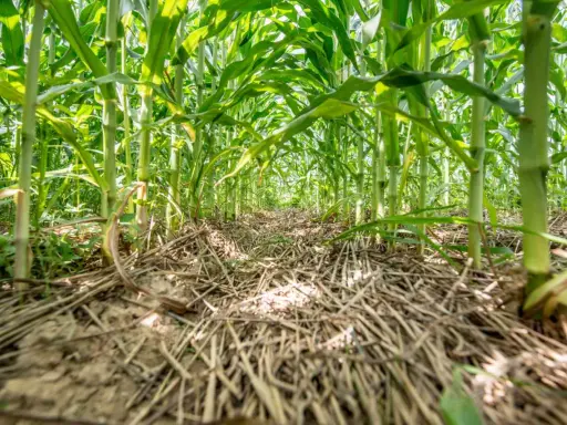 A low-angle view of a lush cornfield, showing thick stalks and green leaves. The ground is covered with dry stalks, hinting at a corn cover crop.