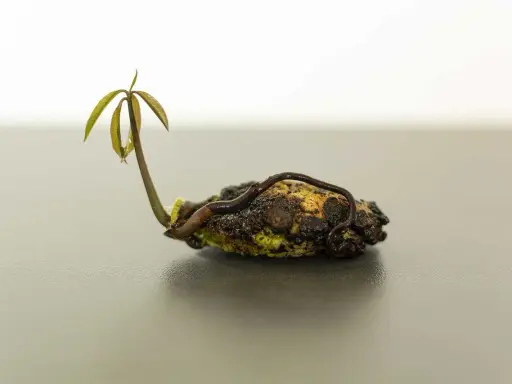 Un jeune plant de mangue germe d'un noyau, prêt à être planté.