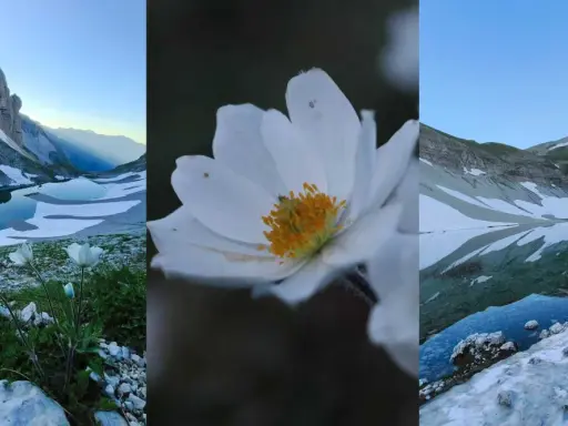 Fiori bianchi e laghi glaciali nei Monti Sibillini: cosa vedere in questo paesaggio incantato.