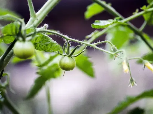 Jeune plant de tomates, avec des fruits verts encore petits. On peut voir les premières fleurs jaunes et les tiges velues. Il faudra bientôt pincer les tomates pour favoriser leur croissance.