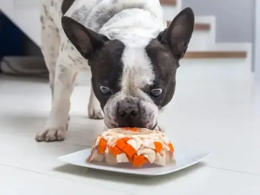Pies francuski wącha tort dla psa przepis z kurczakiem i marchewką na talerzu.