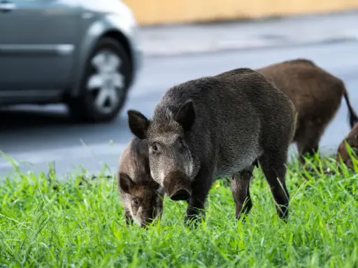 Dziki w mieście? Reaguj mądrze! Zabezpiecz dom i ogród