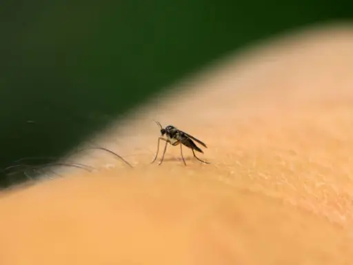 Mały komar na skórze. Olejek neem na ziemiórki to naturalny sposób na pozbycie się tych uciążliwych owadów.