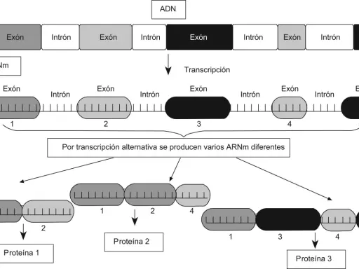 Diagrama ilustra cómo la transcripción de una molécula de ADN genera pre-ARNm, que luego, por transcripción alternativa, da lugar a diferentes ARNm y, finalmente, a distintas proteínas.