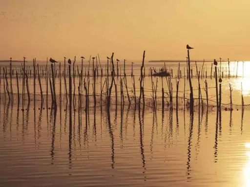 Amanecer dorado sobre las marismas en España, con aves posadas en estacas de madera y reflejos en el agua serena.