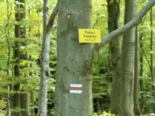 Szlak turystyczny na Przełęcz Pułaskiego (743 m n.p.m.) w lesie. Brak ściany płaczu, tylko zielone drzewa i szlak.