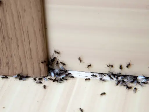 Rój czarnych mrówek, niektóre ze skrzydłami, zbliża się do drewnianego rogu. Może cynamon na mrówki zadziała?
