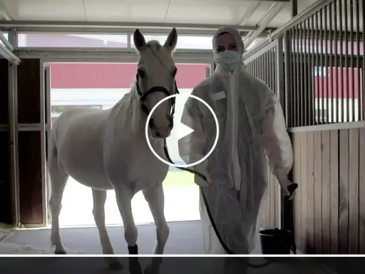 Tierarzt in Schutzkleidung führt weißes Pferd. Herpes beim Pferd ist meldepflichtig.