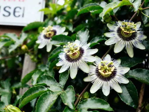 Fleurs de passiflore blanches et violettes avec des feuilles vertes luxuriantes.