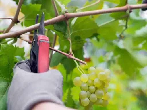 Jak ciąć winorośl w Polsce? Terminy i techniki dla obfitych zbiorów
