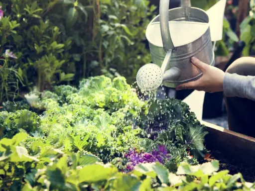Une main arrose un potager luxuriant de choux frisés et de fleurs. C'est le moment idéal pour savoir quand arroser le potager.
