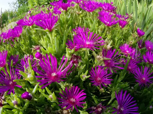 Fleurs magenta éclatantes, semblables à une griffe de sorcière, s'ouvrent sur des tiges charnues vertes.