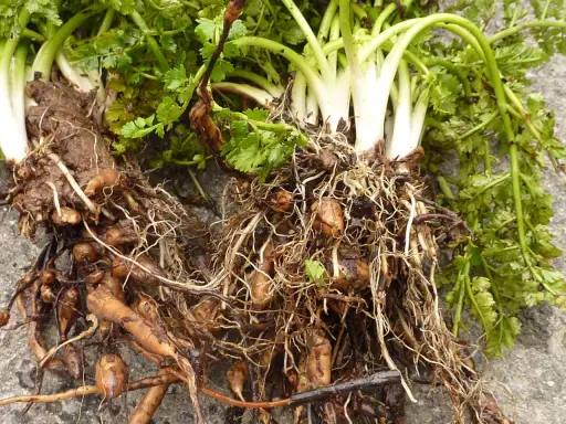 Racines et tubercules de châtaigne de terre, avec des feuilles vertes et des racines fines et entrelacées.