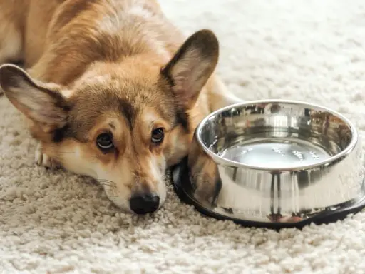 Smutny corgi leży obok miski z wodą, wyraźnie widać, że pies nie chce pić wody.