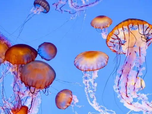 Un gruppo di meduse dai toni aranciati e violacei fluttua in un blu profondo. Alcune di queste meduse commestibili sembrano danzare con i loro tentacoli.