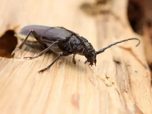 Gros plan sur un scarabée brun, un des insectes du bois, sur une surface de bois clair. Ses longues antennes sont visibles.