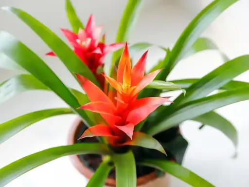 Jasnoczerwona bromelia kwiat trujący, z zielonymi liśćmi, w doniczce.
